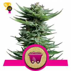 Shining Silver Haze - RQS